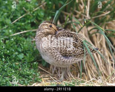 Snipe (Magellan) Snipe (Gallinago (Gallinago) parapuaiae) preda Foto Stock