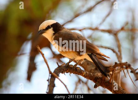 Eurocephalus ruppelli, Rueppel's Shrike, uccelli, animali, uccelli, Shrike (Eurocephalus rueppelli) a nord, con corona bianca, adulto, arroccato nell'albero Foto Stock