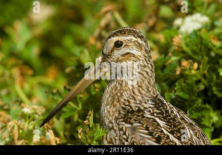 Snipe Magellanica (Gallinago g. paraguaiae) primo piano della testa, Falkland Foto Stock