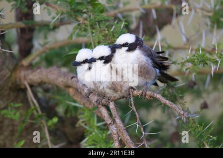 Eurocephalus ruppelli, Rueppel's Shrike, uccelli, animali, uccelli, Shrike (Eurocephalus rueppelli), incoronato bianco settentrionale, tre adulti, arroccato Foto Stock