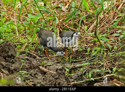 Biancore d'acqua bianco, biancore d'acqua bianco, Rails, Animali, Uccelli, Bianco-breasted acqua Hen (Amaurornis phoenicurus phoenicurus) coppia adulta Foto Stock