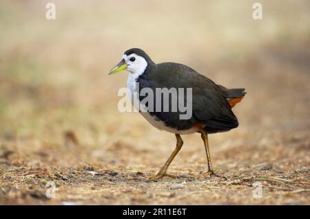 Bianco-breasted Waterhen (Amaurornis phoenicurus) adulto, camminando, Keoladeo Ghana N. P. (Bharatpur), Rajasthan, India Foto Stock