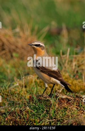 Northern Wheater (Oenanthe oenanthe) adulto maschio, in primavera migrazione, Shingle Street, Suffolk, Inghilterra, Regno Unito Foto Stock