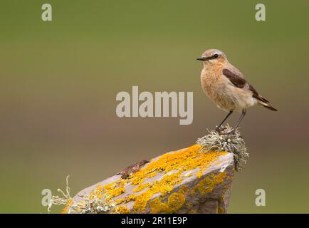 Wheatear settentrionale (Oenanthe oenanthe), donna adulta, seduta su un muro di pietra a secco coperto di licheni, Isole Shetland, Scozia, Regno Unito Foto Stock