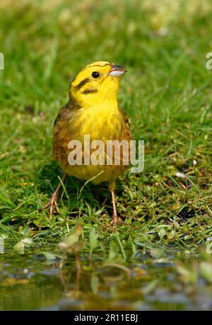 Yellowhammer (Emberiza citrinella) adulto maschio, bevente, Norfolk, Inghilterra, Regno Unito Foto Stock