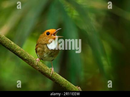 Flycatcher marrone-rufoso, songbirds, animali, uccelli, flycatcher marrone-rufoso (Anthipes solitaris submoniliger) adulto, canto, arroccato su ramoscello Foto Stock