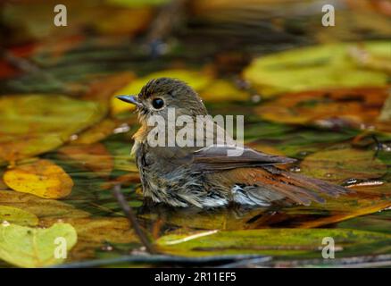 Flycatcher dalla gola blu (Cyornis rubeculoides), donna adulta, bagno in laghetto, Kaeng Krachan N. P. Thailandia Foto Stock