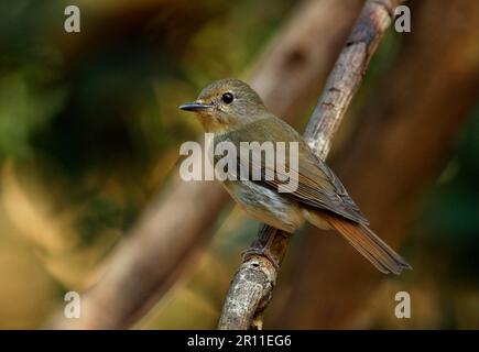 Flycatcher (Cyornis rubeculoides), femmina adulta, seduta su un ramo, Kaeng Krachan N. P. Thailandia Foto Stock