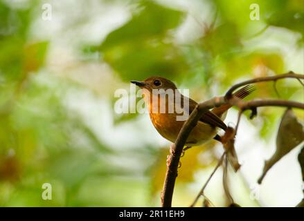 Niltava banyumas whitei, Hill Blue-flycatcher, songbirds, animali, Uccelli, Hill Blue-flycatcher (Cyornis banyumas whitei) femmina adulta, appollaiata Foto Stock