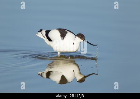 Avocet eurasiatico (Recurvirostra avocetta) adulto, nutrimento in acqua, Minspere RSPB Reserve, Suffolk, Inghilterra, Regno Unito Foto Stock