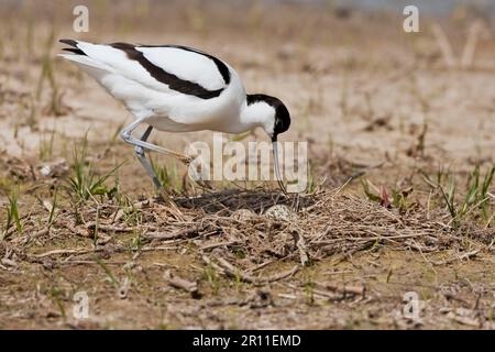 avocetta di Recurvirostra, avocetta con cappuccio nero (Recurvirostra avosetta), Animali, Uccelli, Waders, Avocet Eurasiano adulto, nido che si avvicina con le uova Foto Stock