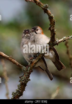 Coppia di Weaver (Sporopipes frontalis emini) con la parte anteriore di Spickle, appollaiata insieme sul ramo, Kenya Foto Stock