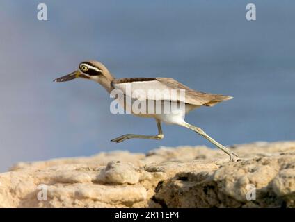 Grande pietra-curlew grande (Esacus recurvirostris) adulto, corsa, fiume di Chambal, Rajasthan, India Foto Stock