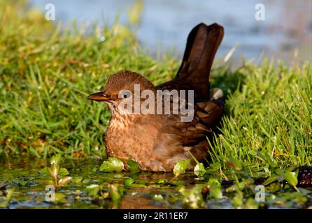 Blackbird, Blackbird, Blackbirds (Turdus merula), Blackbirds, songbirds, Animali, uccelli, europeo Blackbird adulto femmina, bagno in stagno, Norfolk Foto Stock