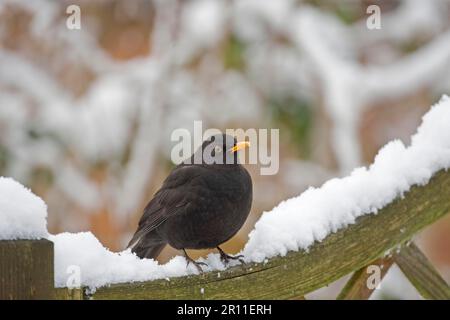 Blackbird, Blackbird, Blackbirds (Turdus merula), songbirds, animali, Birds, europeo Blackbird adulto maschio, arroccato su neve coperta cancello di legno in Foto Stock