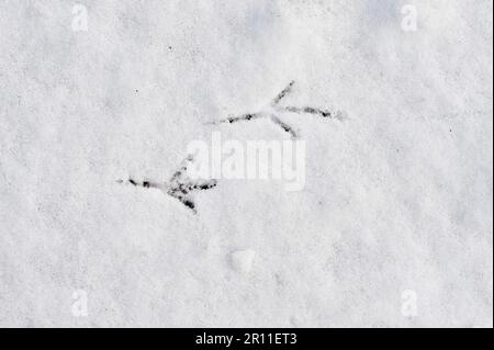 Blackbird, Blackbird, Blackbirds (Turdus merula), Blackbirds, songbirds, Animali, Uccelli, orci europei di merlo sulla neve in giardino, Norfolk Foto Stock