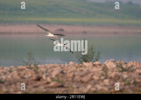 Indian Skimmer (Rynchops albicollis) coppia di adulti, in volo sul fiume, Chambal River, Utttar Pradesh, India Foto Stock