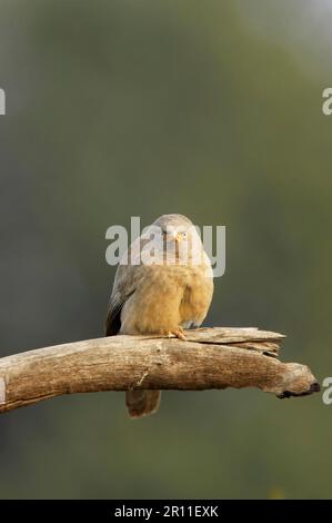 Jungle Babbler (Turdoides striatus) adulto, arroccato su ramo rotto, Keoladeo Ghana N. P. (Bharatpur), Rajasthan, India Foto Stock