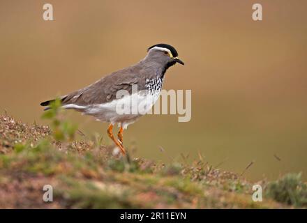 Lapwing a macchia, lapwing a macchia (Vanellus melanocephalus), Lapwing a macchia, Lapwing a testa nera, Animali, Uccelli, Waders Foto Stock