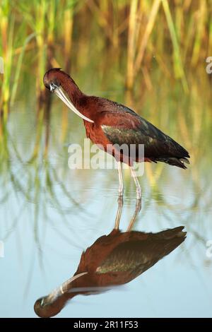 Lucida ibis (Plegadis falcicinellus) adulto, piumaggio estivo, carino, in piedi in acqua, Lesbo, Grecia Foto Stock