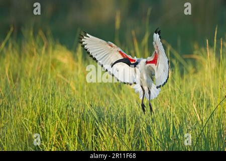 african african sacred ibis (Threskiornis aethiopicus) adulto, in volo, atterraggio in palude, Delta di Okavango, Botswana Foto Stock