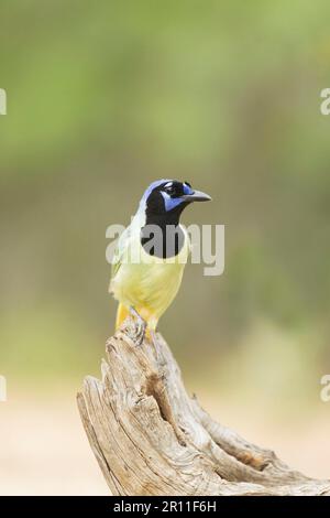 Green Jay (Cyanocorax yncas) adulto, arroccato su snag, Texas del Sud (U.) S. A Foto Stock