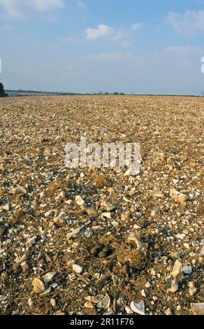 Il nido Northern Lapwing (Vanellus vanellus) e quattro uova, in campo arabile coperto di selce, Inghilterra, Regno Unito Foto Stock