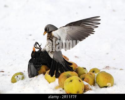 Campo adulto (Turdus pilaris) e merlo (Turdus merula) che combattono sulle mele nella neve, West Midlands, Inghilterra, Regno Unito Foto Stock