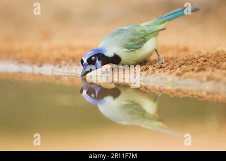 Green Jay (Cyanocorax yncas) adulto, bere alla piscina del deserto, Texas del Sud (U.) S. A Foto Stock