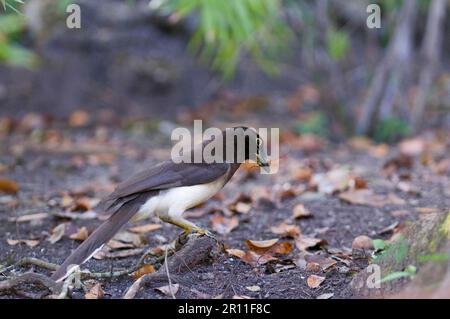 Jay marrone (Psilorhinus morio) adulto, raccogliendo il materiale di nidificazione sul pavimento della foresta delle pianure, Tikal N. P. Peten, Guatemala Foto Stock