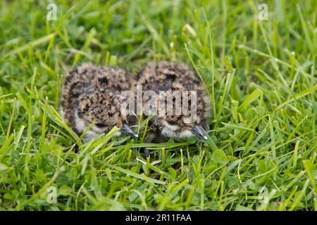 Lapwing nord (Vanellus vanellus) due pulcini, appena covati con dente d'uovo, accovacciati su palude pascolo, Suffolk, Inghilterra, Regno Unito Foto Stock