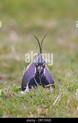 Northern lapwing (Vanellus vanellus) maschio adulto, seduto sul nido, uova di incubazione, Suffolk, Inghilterra, Regno Unito Foto Stock