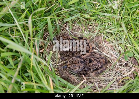 Lapwing nord (Vanellus vanellus) due pulcini, appena schiusa, seduti a nido su brughiera, Suffolk, Inghilterra, Regno Unito Foto Stock