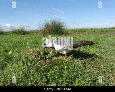 Sociable Northern lapwing (Vanellus vanellus) adulto, piumaggio estivo, avvicinamento uova in nido, su praterie, Midlands, Inghilterra, Regno Unito Foto Stock