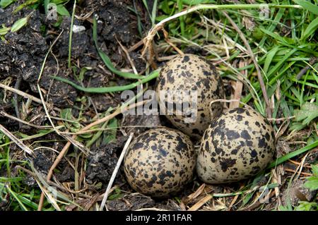 Il lapwing nord (Vanellus vanellus) tre uova in nido su sterco di mucca, su pascolo di montagna, Inghilterra, Regno Unito Foto Stock