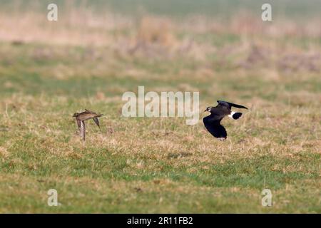 Nord Nord lapwing (Vanellus vanellus) adulto, caccia al plover d'oro europeo (Pluvialis albicaria) adulto, in volo, Suffolk, Inghilterra, Unito Foto Stock