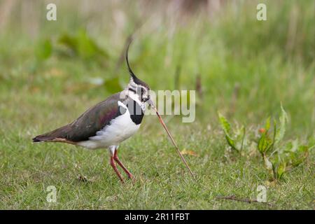 Northern Lapwing (Vanellus vanellus) femmina adulta, nutrire, tirare il terriccio da terra, Cley, Norfolk, Inghilterra, Regno Unito Foto Stock
