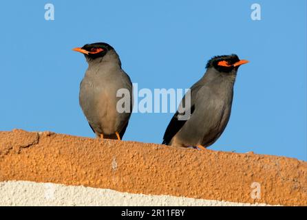 Bank Mynah, Bank Mynas (Acridotheres ginginianus), Starling, Starlings, songbirds, animali, Uccelli, Banca Mynah due adulti, arroccato sul tetto, Gujarat Foto Stock