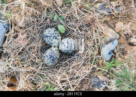 Il lapwing settentrionale (Vanellus vanellus) tre uova in nido, Breckland, Norfolk, Inghilterra, Regno Unito Foto Stock