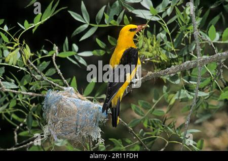 Oriole d'oro (Oriolus oriolus), Oriole d'oro maschio con cibo a nido, Oriole, Whitsundays, songbirds, animali, Uccelli Foto Stock