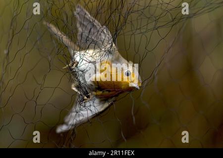 Rapina europea (Erithacus rubecula), uccelli canori, animali, uccelli, Robin europeo adulto, Catturato in Mist-net, Holme, Norfolk, Inghilterra, Regno Unito Foto Stock