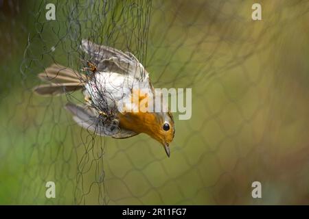 Rapina europea (Erithacus rubecula), uccelli canori, animali, uccelli, Robin europeo adulto, Catturato in Mist-net, Holme, Norfolk, Inghilterra, Regno Unito Foto Stock