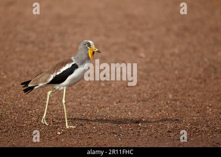 Lapwing adulto a corona bianca (Vanellus albiceps), migrando sulla riva sabbiosa del fiume, Niokolo-Koba, Senegal Foto Stock