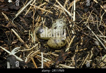 Terna artica (Sterna paradisaea) Nido con tre uova Foto Stock