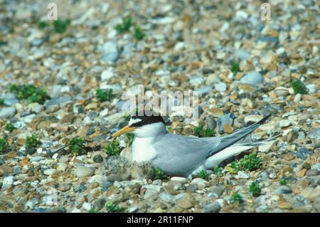 Terna piccola, Terna piccola, Terna piccola, Animali, Uccelli, Terna piccola Adulto a nido con pulcini, su ghiaia (S) Foto Stock