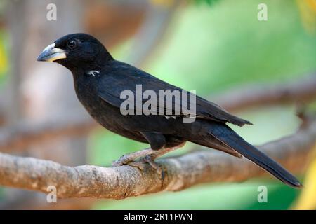 Tessitore di bufalo bianco (Bubalornis albirostris) adulto, seduto su un ramo, Lago Baringo, Grande Rift Valley, Kenya Foto Stock