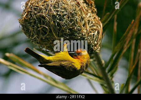 Cape Weaver (Ploceus capensis), maschio adulto, aggrappato al nido, Shamwari Game Reserve, Capo orientale, Sudafrica Foto Stock