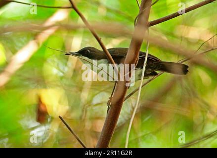 Thrasher di razza bianca, Thrasher di razza bianca, Songbirds, Animali, Uccelli, Thrasher di razza bianca (Ramphocinclus brachyurus sanctaeluciae) adulto Foto Stock