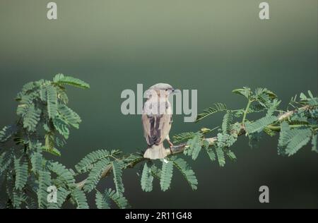 Tessitore sociale con cappuccio grigio (Pseudonigrita arnaudi), tessitore marmorizzato, uccelli canori, animali, uccelli, Weaver Birds, Grey-headed Social Weaver Foto Stock