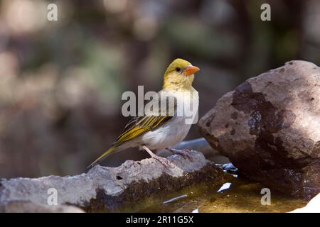 Lemur nano delle orecchie da pelliccia (melanotis), Malimbus rubriceps, Scarlet Weaver, songbirds, animali, Birds, Weaver Birds, Female Redheaded Weaver, Botswana Foto Stock
